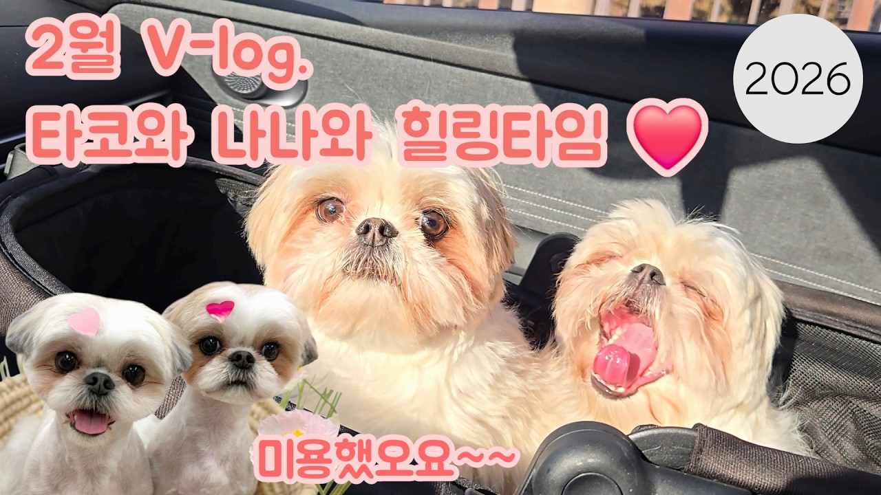 [백수일지]2026.02한달브이로그, 여전히 #백수생활, #강아지육아  믹스견 타코와나나, #일상브이로그 