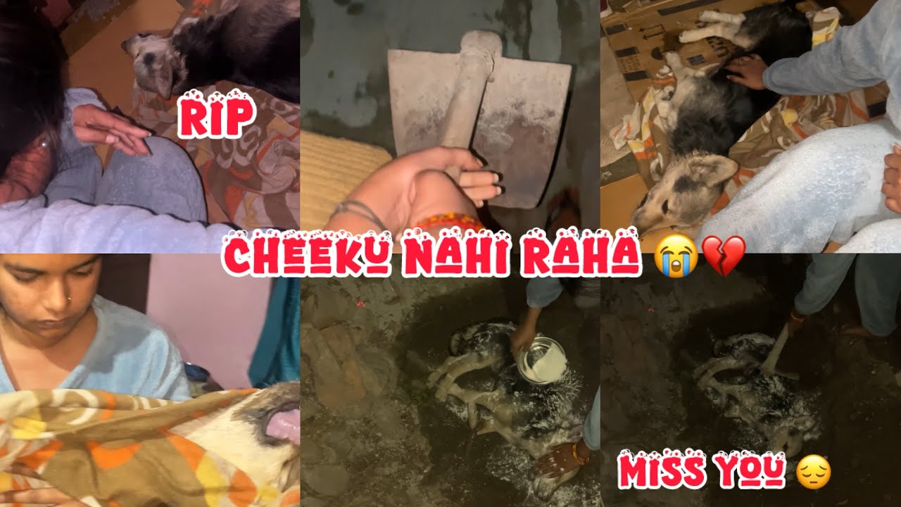 	“Humhe pta hi nahi chala 😔, Cheeku chup-chap humein chhod ke chala gaya😭 💔”