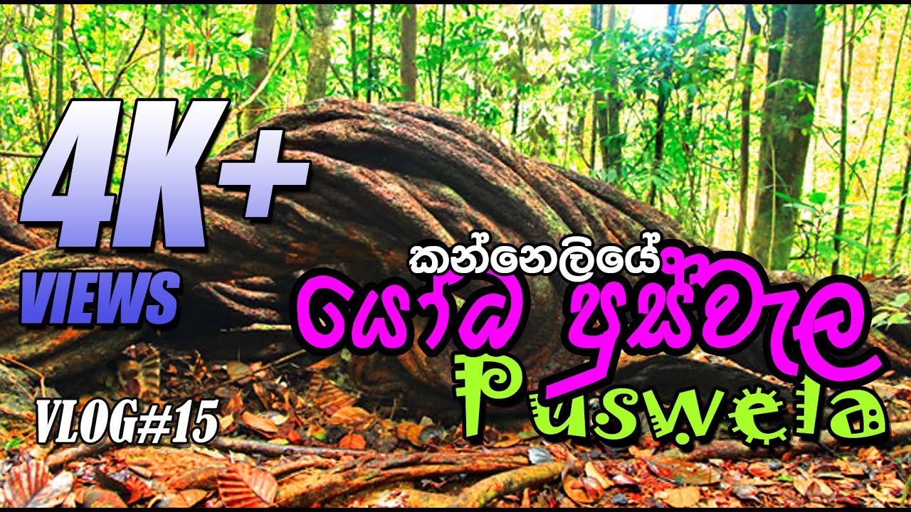 Giant Puswela | @Kanneliya, Sri Lanka | Rana Media Sri Lanka | VLOG#15