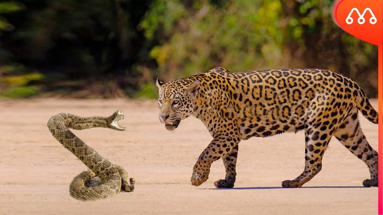 КОГДА JAGUAR ВСТРЕЧАЕТСЯ С RATTLETTTTTTTTTTTTTTTTTTTTTTTTTTTTTTTT !