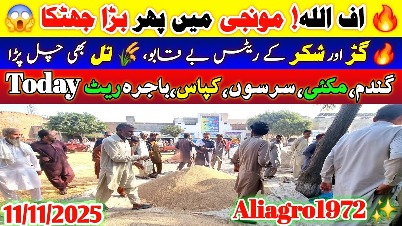 Munji Rate Gir Gaya 💥 Wheat Sarson Til Makki Ne Pakri Raftaar | Ghala Mandi Aaj ke Rates
