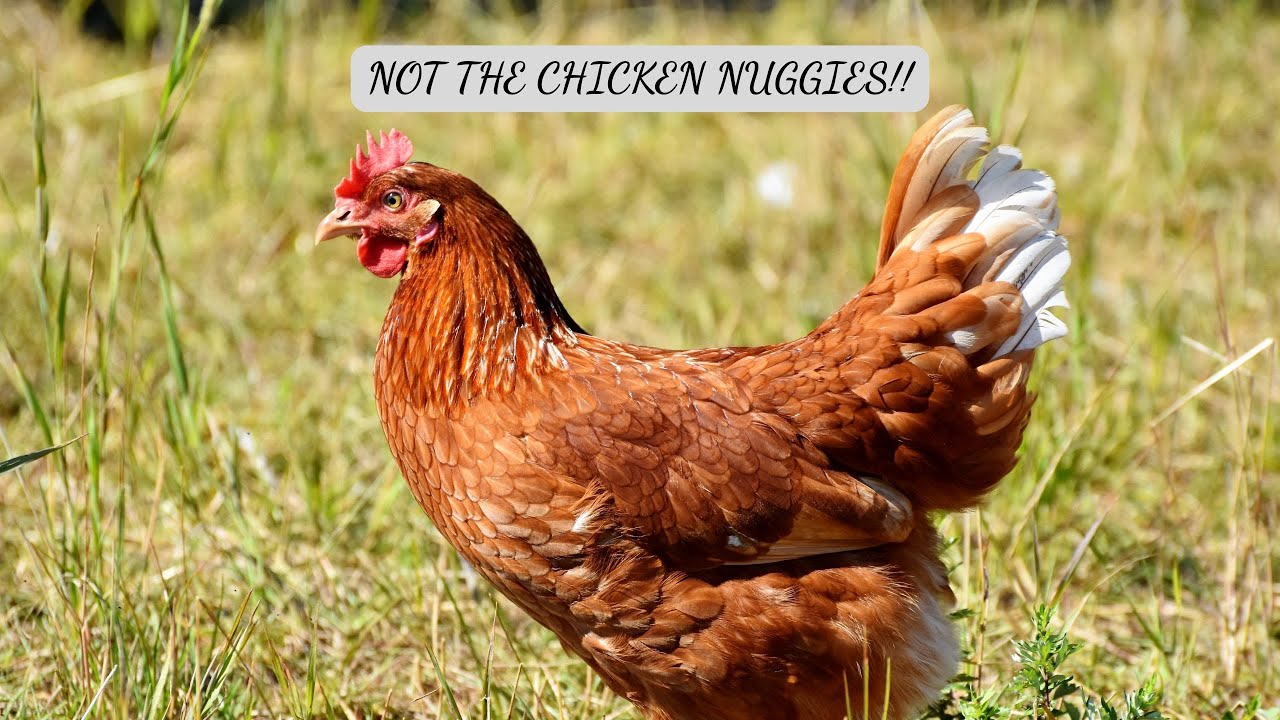 Nachoo's Revenge - NOT THE CHICKEN NUGGIES!!