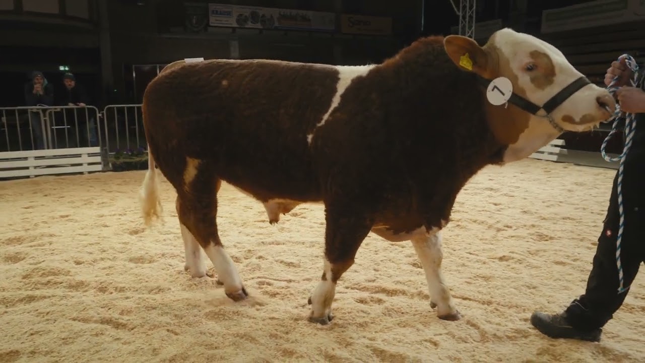 Fleckvieh Simmental - Klasse 2