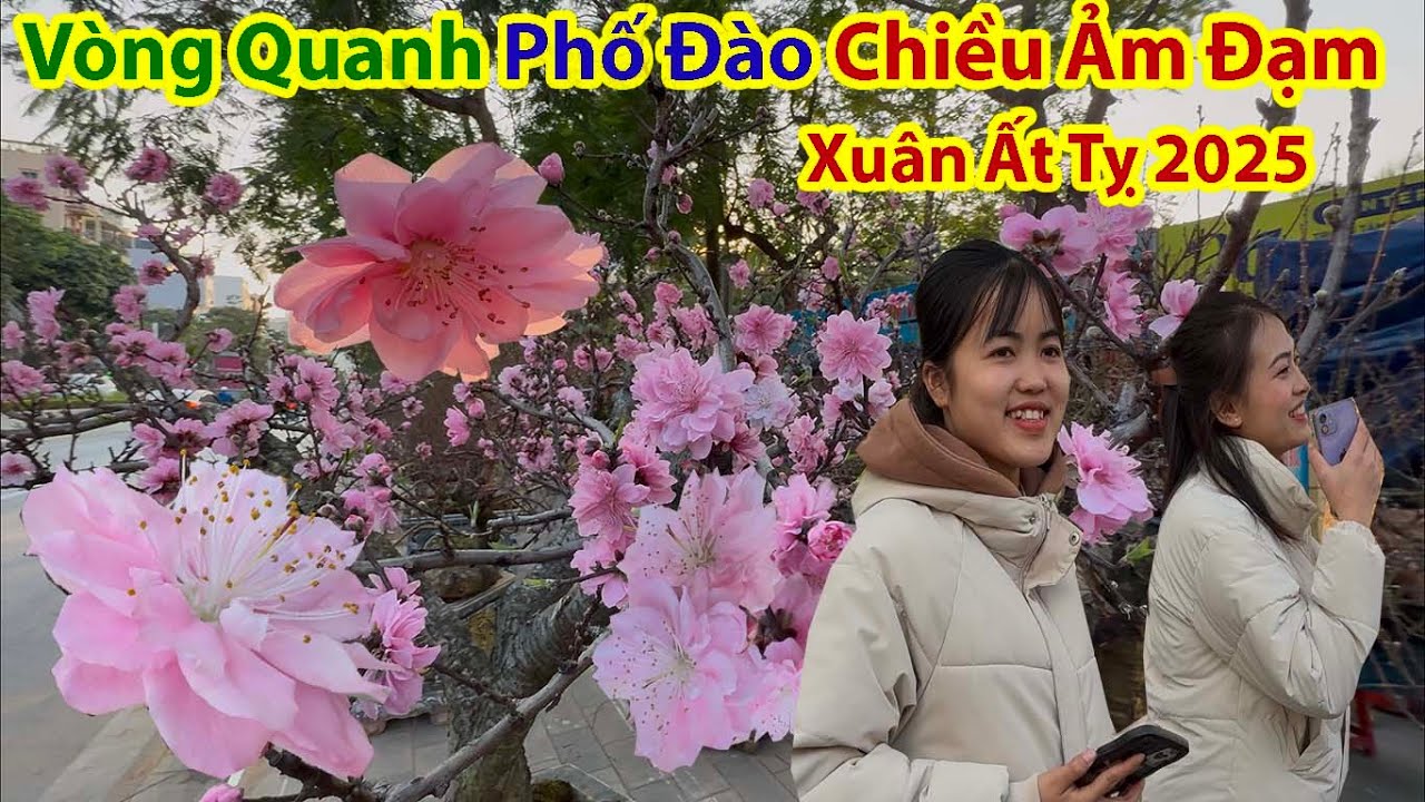 Tết Hà Nội 2025 - Choáng Cảnh Buôn Bán Quất Tứ Liên Đào Cổ Không Khách Mua