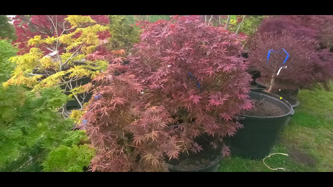 Most popular Japanese maples to add in your garden -  Amazing Maples.