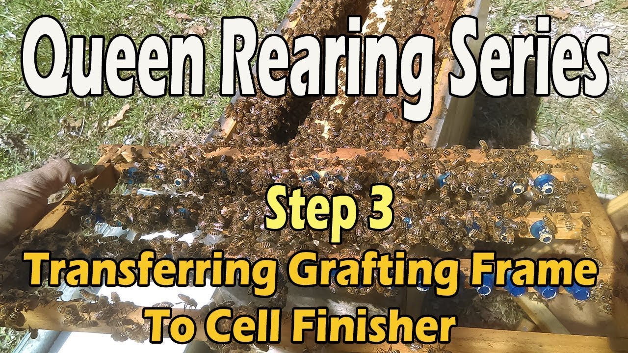 Transferring Grafting Frame To Cell Finisher (Step 3) JC's Queen Rearing Series