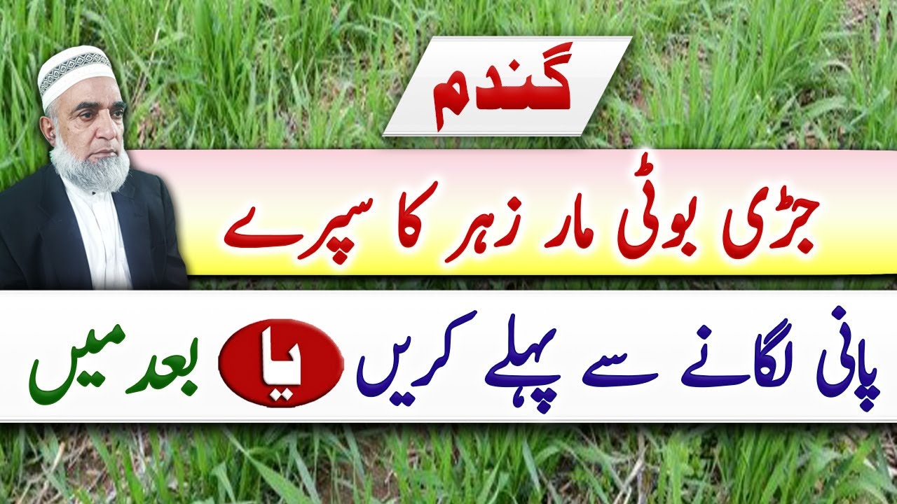 Better application time of herbicide in wheat crop || Crop Reformer
