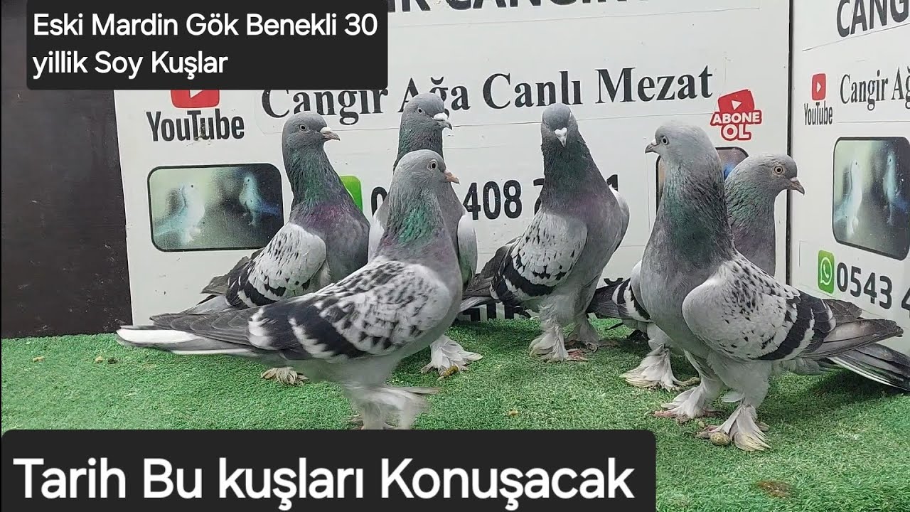 Mardin Eski Orjnal Gök Benekli 30 yılik bozulmamis soy kuşlar Ve hazir Efsane uçar oynar C.tesi 21:0