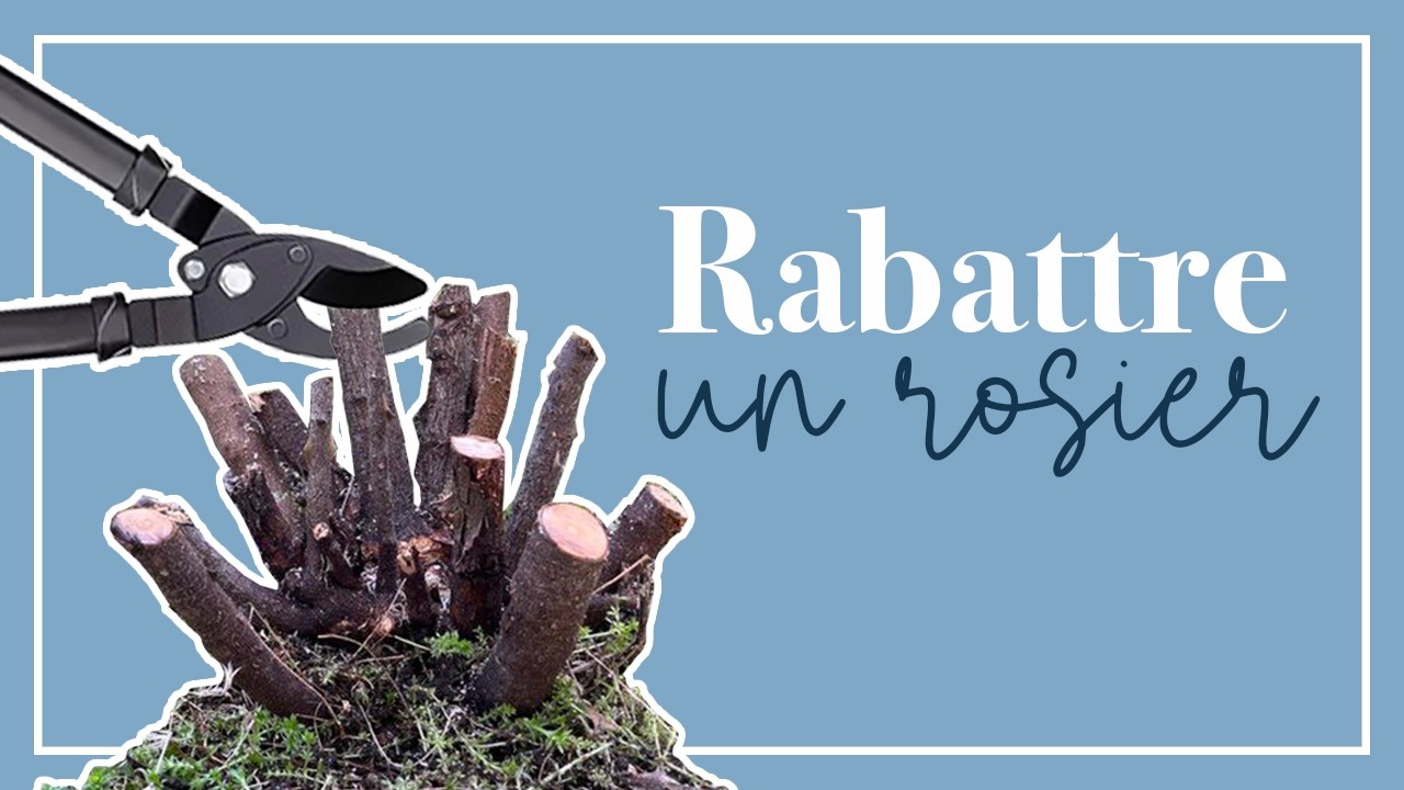 J'ai tout coupé! Tailler un rosier à ras sans crainte.