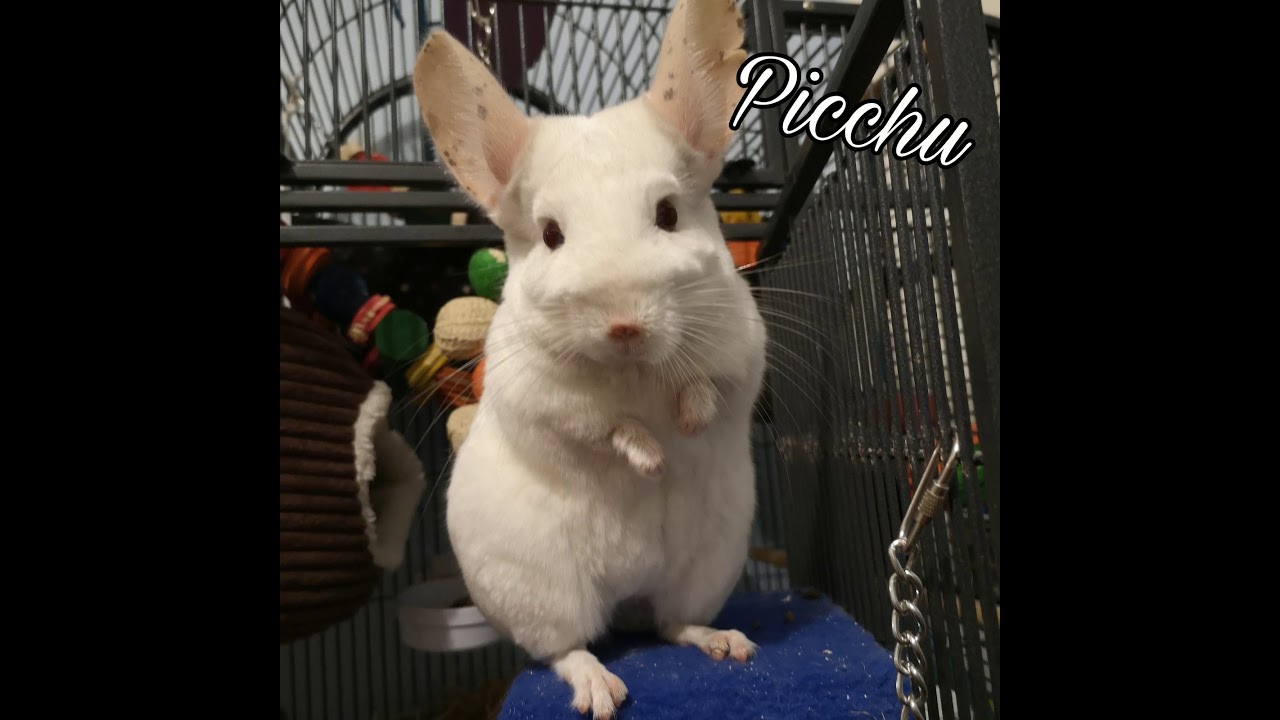 Actual chinchilla chirping, content/happy chinchilla sound (improved)