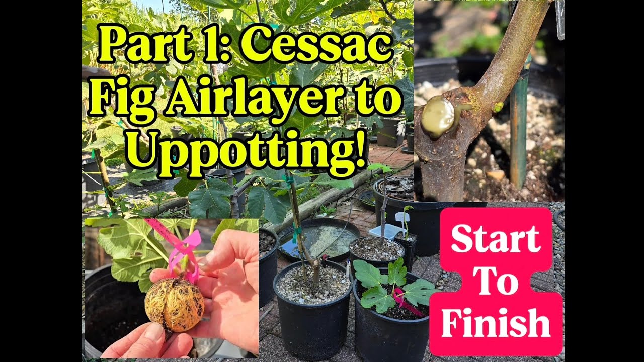 Part One: Cessac Fig Airlayer SUCCESS! Uppotting Tutorial | Start to Finish!