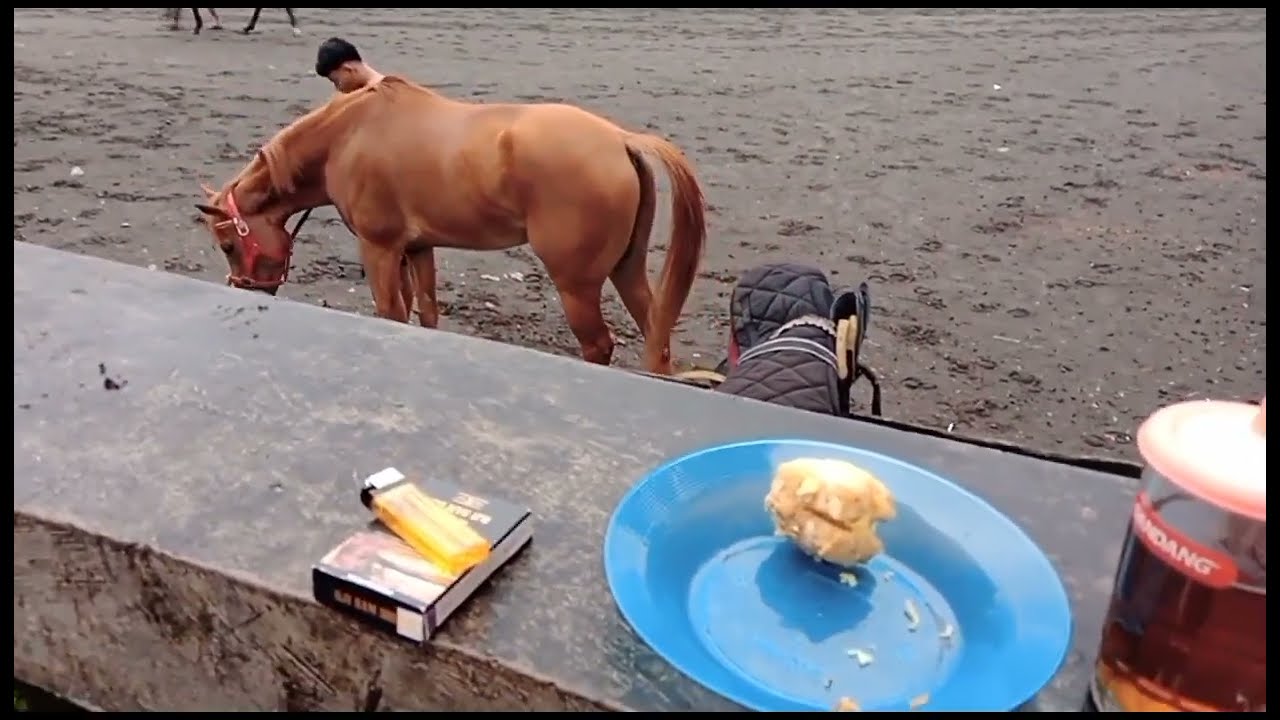 SENSASI LATIHAN PACUAN KUDA #viral #fyp #shorts #kuda #pacuankuda #jatengderby #animals #horse 