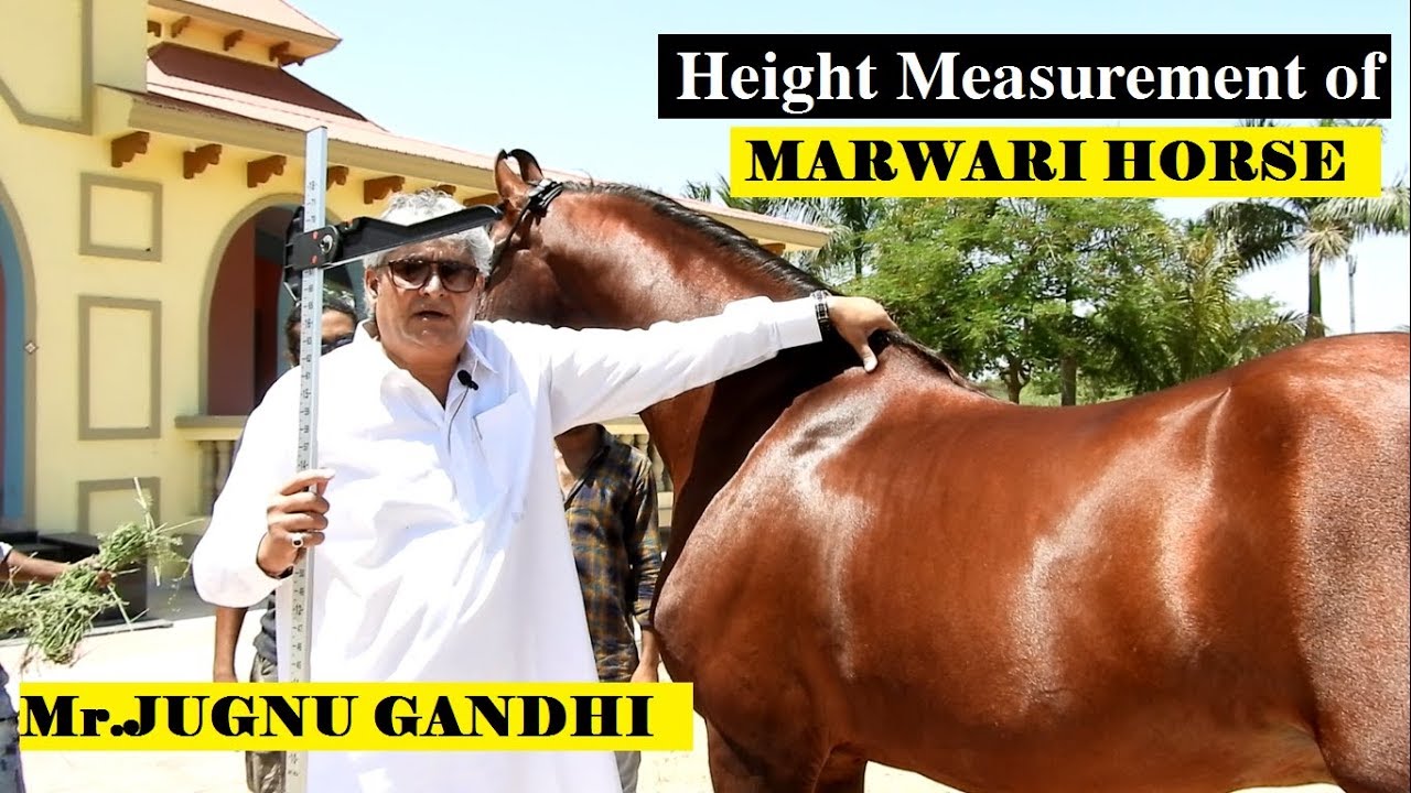 CORRECT METHOD OF HORSE HEIGHT MEASUREMENT || JUGNU GANDHI SIR