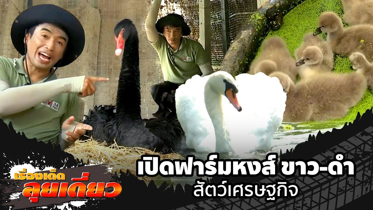 เรื่องเด็ดลุยเดี่ยว | เปิดฟาร์มหงส์ ขาว-ดำ สัตว์เศรษฐกิจ จ.เพชรบุรี | ข่าวเที่ยงอมรินทร์ | 24 ก.พ.67