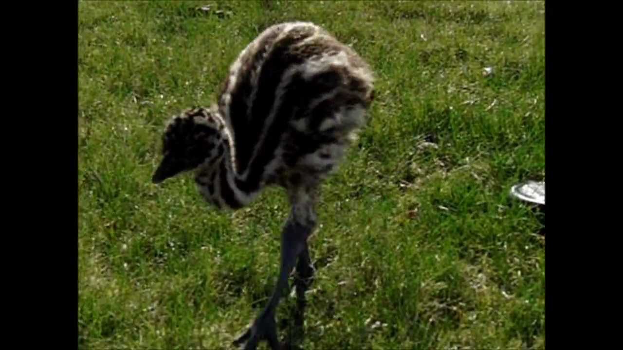 Gerry the Emu