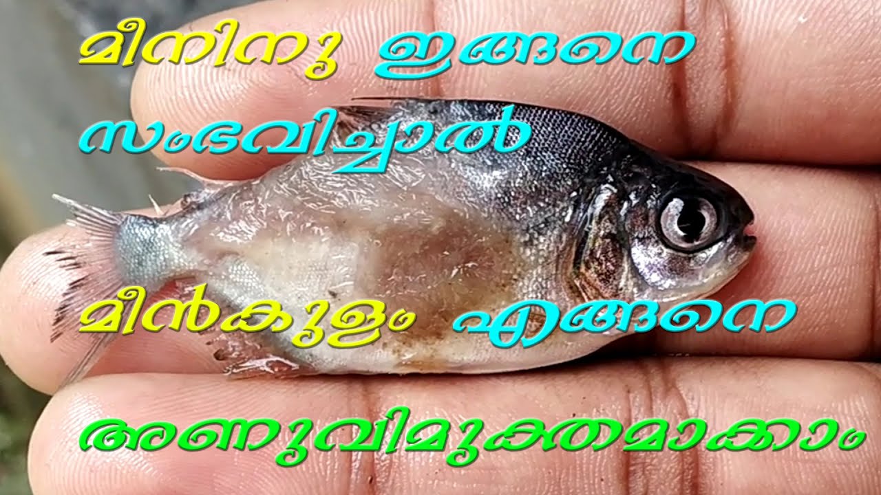 Medicine for fish infection#successful treatment for fish infection#malayalam#fungus#Diseases#