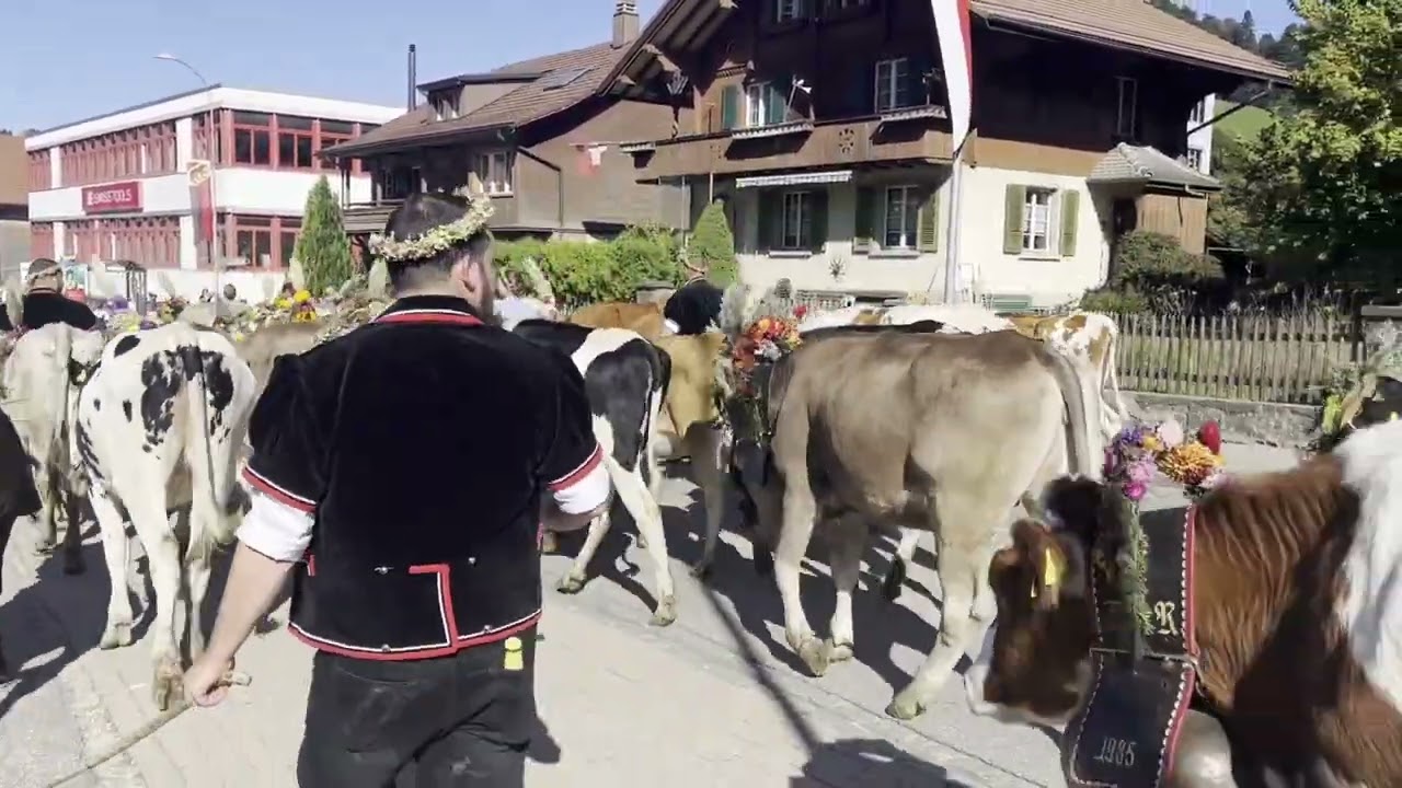 Die Emmentaler Alpabfahrt 2025