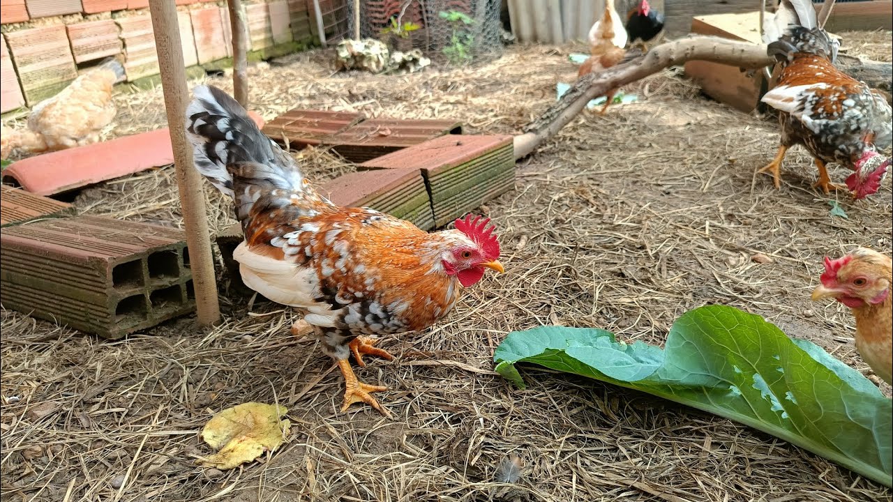 A chuva finalmente deu uma trégua 🐓🐣