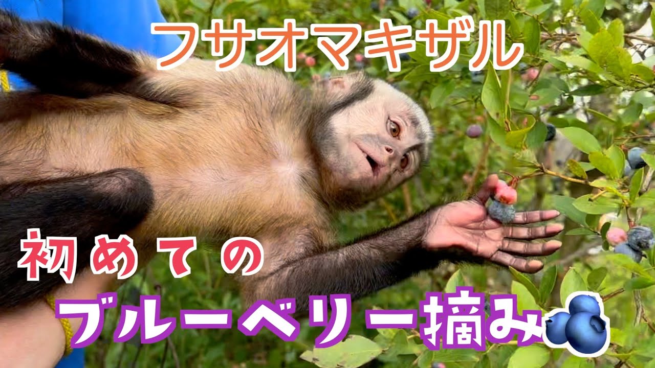 初体験❗️【フサオマキザル・チョコ太くん】熊本・阿蘇のブルーベリー摘み🫐宮沢さんと園内散歩🐒みやざわ劇場『９０歳になったドリトル先生』で大活躍中！モンキーふーちゃんは「旬しぼりジュース🍹」頂きます！