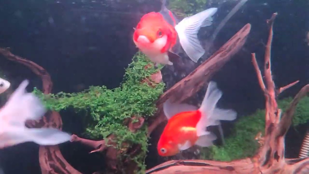 Ikan koki