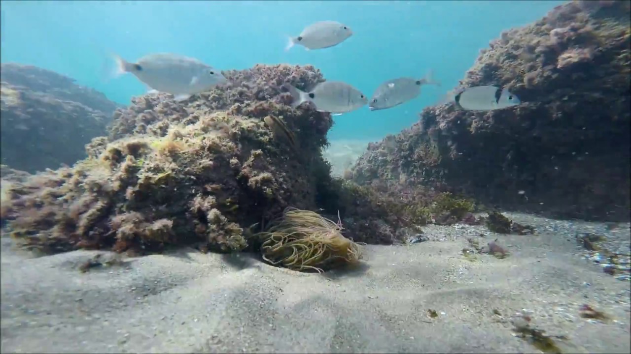 Malaga, Spain - snorkeling (GoPro4)