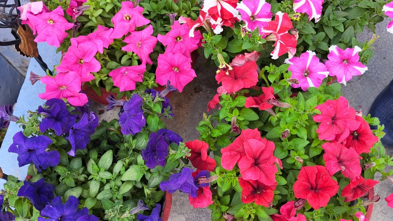 Pitonia le phool ☘️☘️🍀🍀🌸🌸🌸