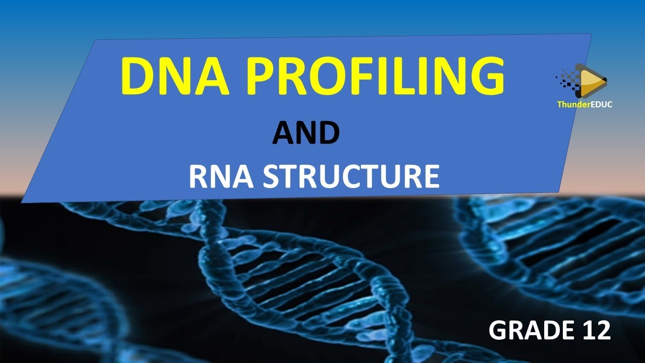 DNA PROFLING AND RNA STRUCTURE (SIMPLIFIED) GRADE 12 LIFE SCINCE 2021| ThunderEDUC: M.SAIDI