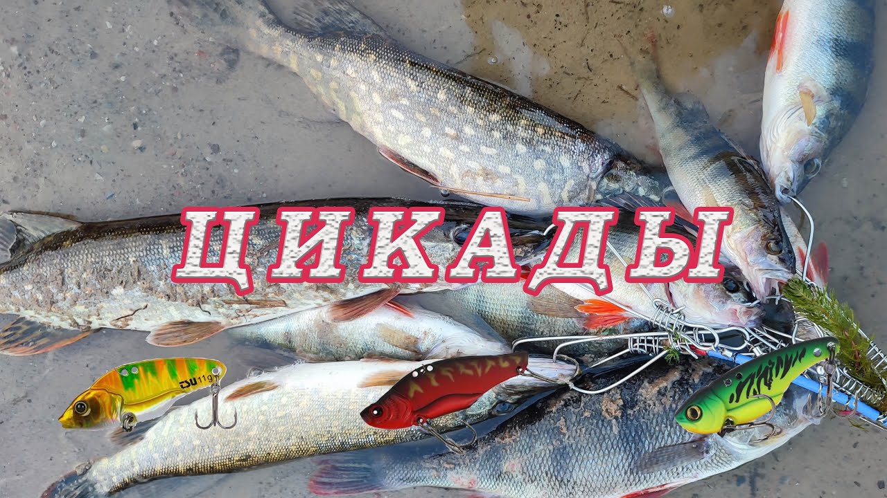Из Упаковки сразу в Пасть щуки! Цикады Хитрая и Уловистая ПРИМАНКА!