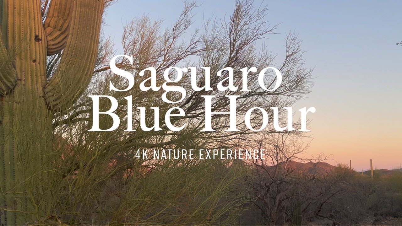 Saguaro National Park at Blue Hour in 4K | Nature Relaxation Experience