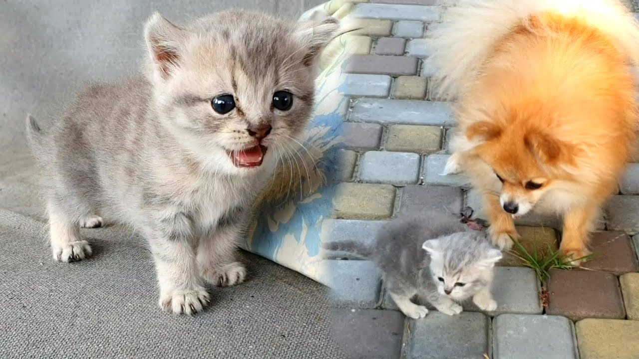 Котенок ищет новую маму кошку