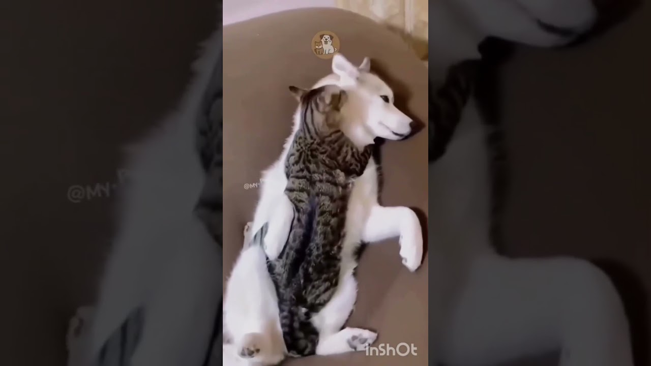 #Cat
