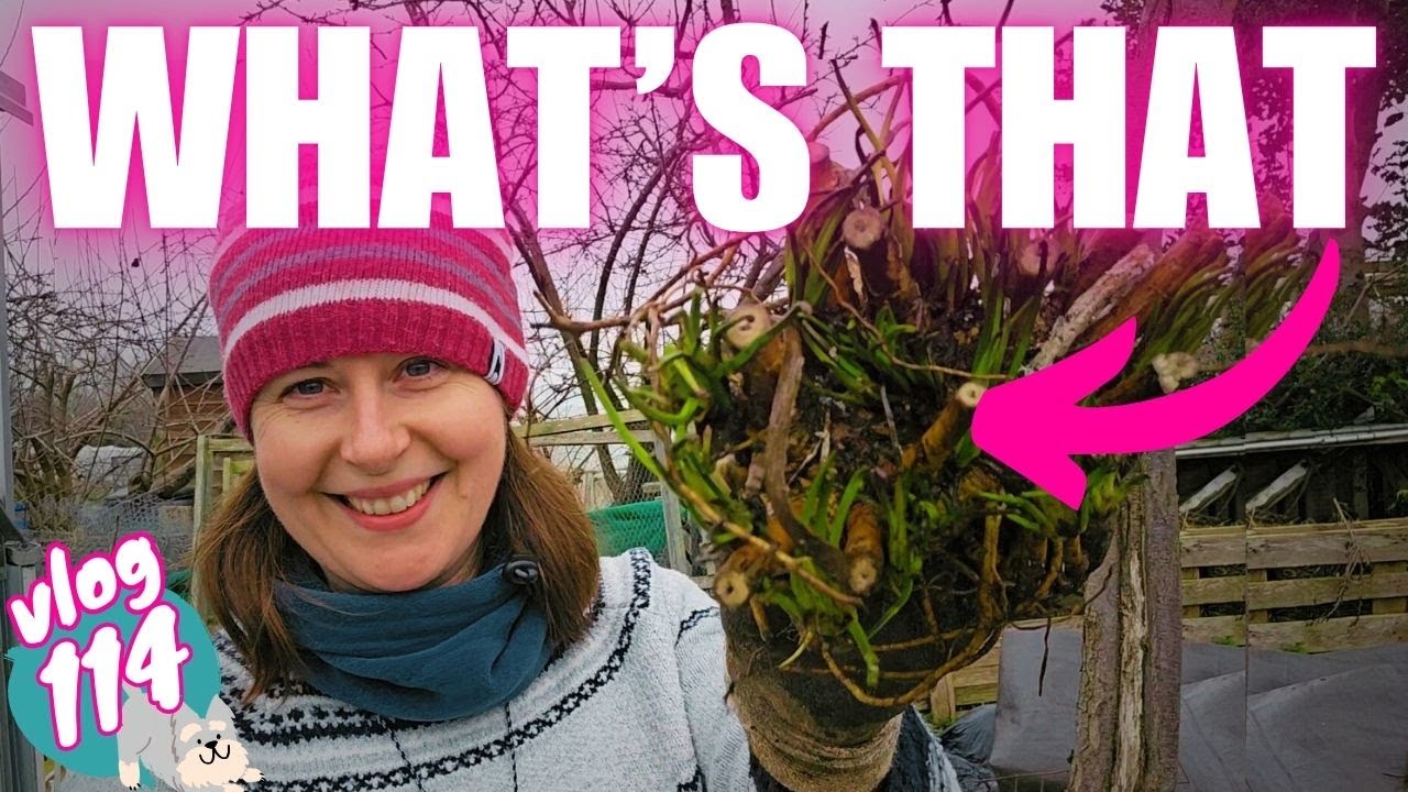 Ep114: Starting a fruit tree guild on the new allotment plot | Sowing chillis