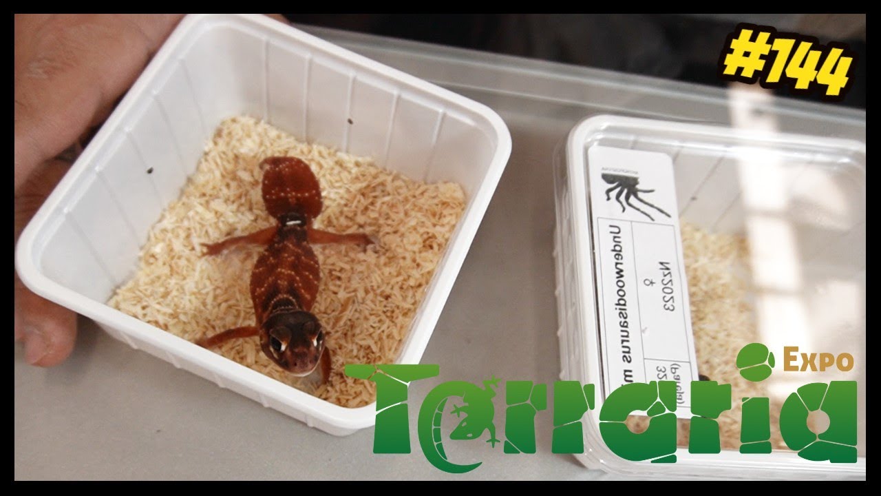 🦎EXPOTERRARIA TALAVERA DE LA REINA MAYO 2024 🐍 | KANAKY VLOG #144