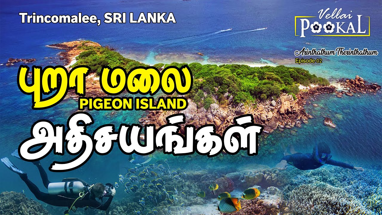 PIGEON ISLAND | புறா மலை தீவு | ARINTHATHUM THERINTHATHUM | VELLAI POOKAL