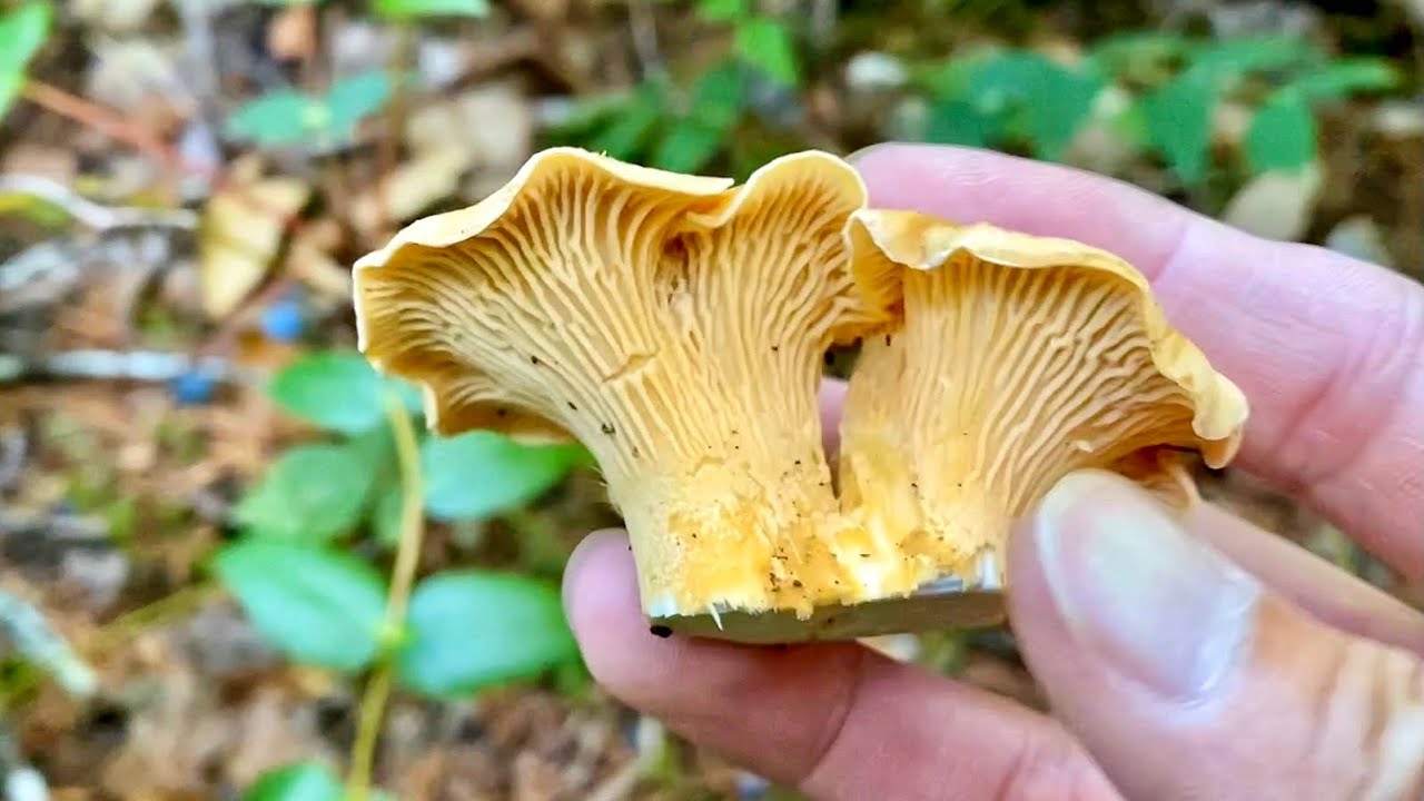 Oregon Early Fall Chanterelle 2021 - Tillamook State Forest