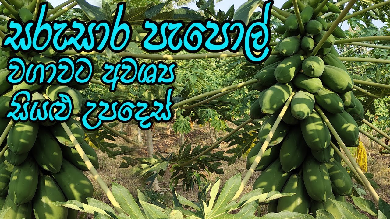 නිවරදිව පැපොල් වගාවක් (ගස්ලබු) කරන්නේ මෙහෙමයි - papol Wagawa / Gaslabu Wagawa / Papaya Cultivation
