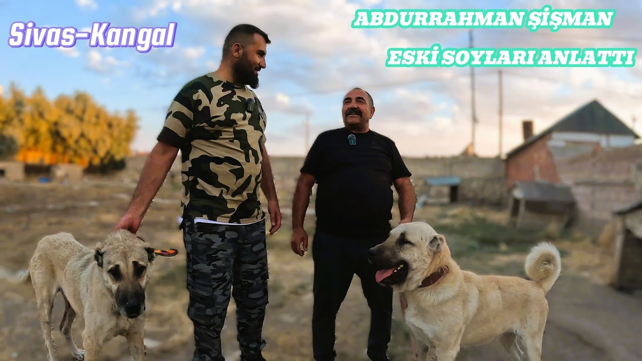 SİVAS KANGAL'DA YILLARDIR KANGAL ÜRETEN VE BESLEYEN ABDURRAHMAN ŞİŞMAN ESKİ SOYLARI ANLATTI #kangal