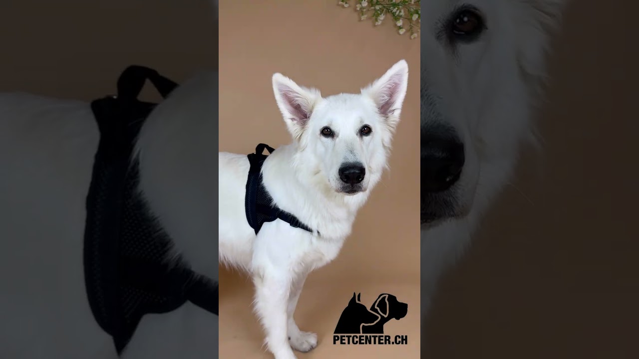 Grossenbacher Ausbildungsgeschirr Guide, schwarz | petcenter.ch