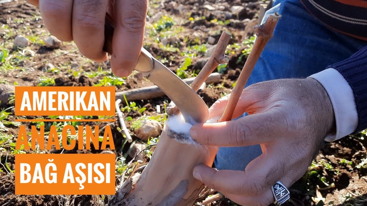 BAĞCILIKTA YARMA AŞILAMA YÖNTEMİ...