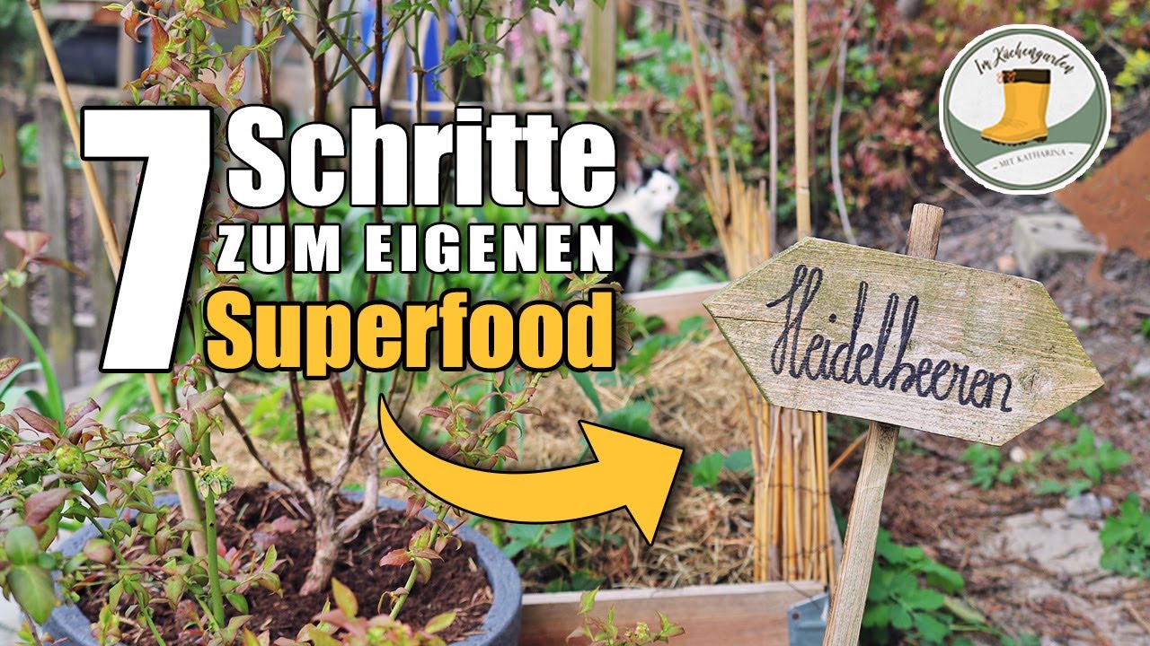 Blaubeeren / Heidelbeeren anbauen wie ein Profi | meine TOP 💡 Tipps für eine reiche Ernte
