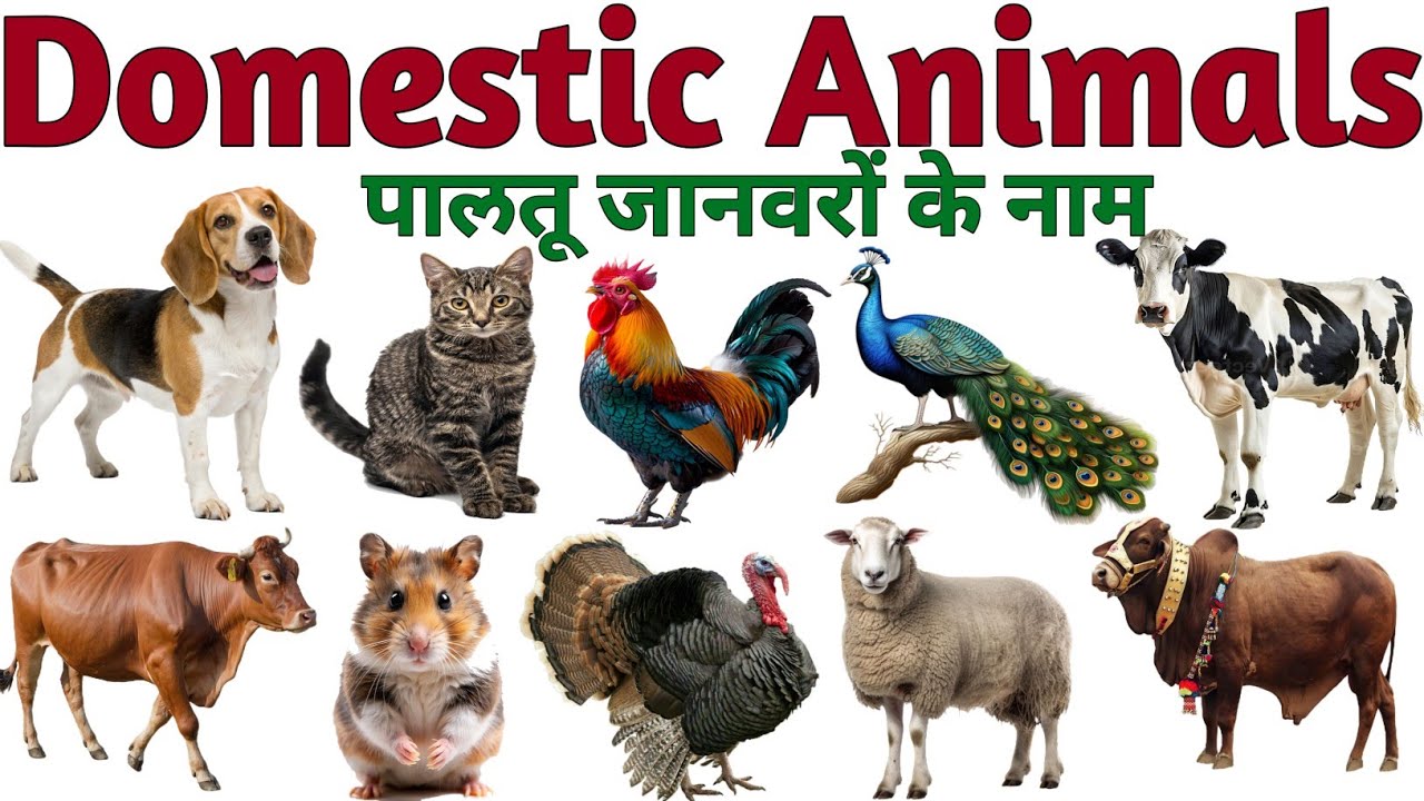 Domestic Animals Name in Hindi & English | Pet animals name | Animals name | Names of pets