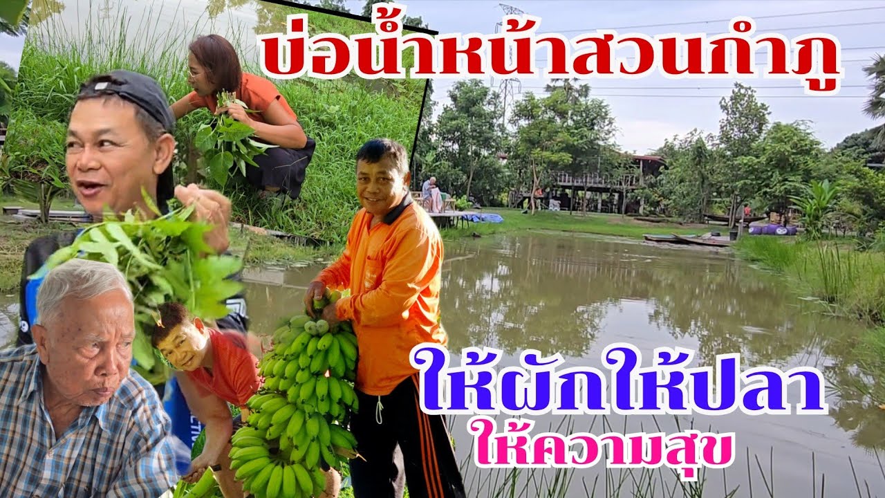 บ่อน้ำหน้าสวนกำภู ให้ผัก ให้ปลา ให้ความสุข#บ้านสวนกำภูEp1374