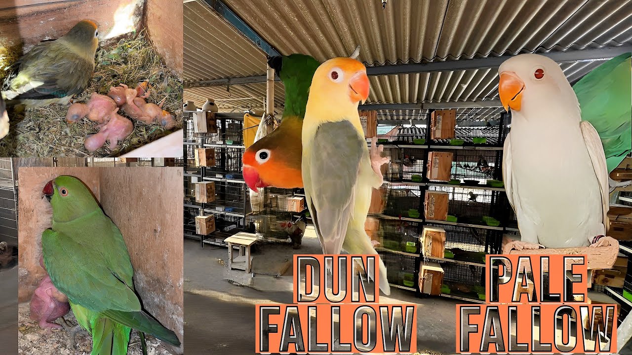 Rare Lovebirds Mutation Breeding Setup: Dun Fallow vs Pale Fallow