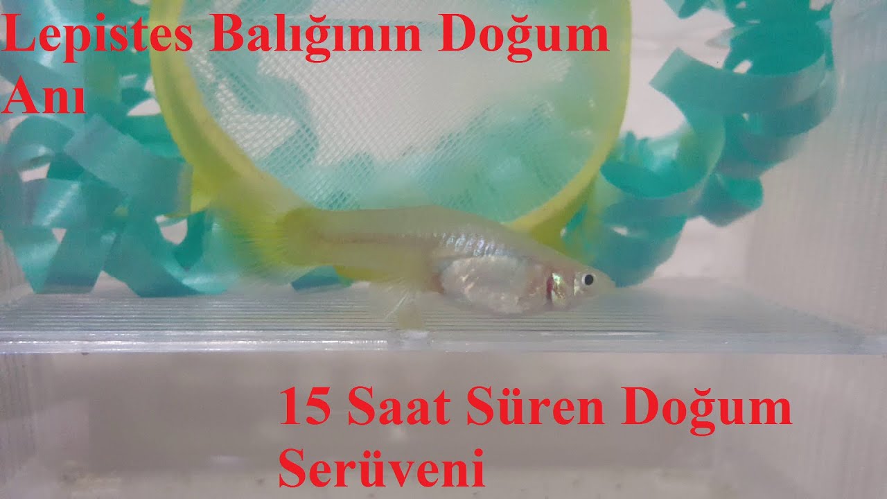 Lepistes'in Doğurma Anı... 15 Saat Süren Doğum Serüveni