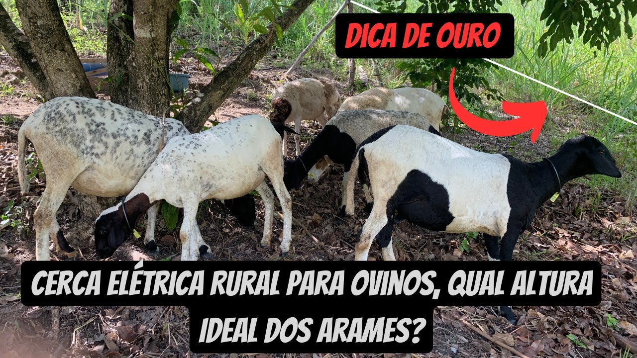 Cerca Elétrica Para Ovinos, Qual Altura Ideal Dos Arames?