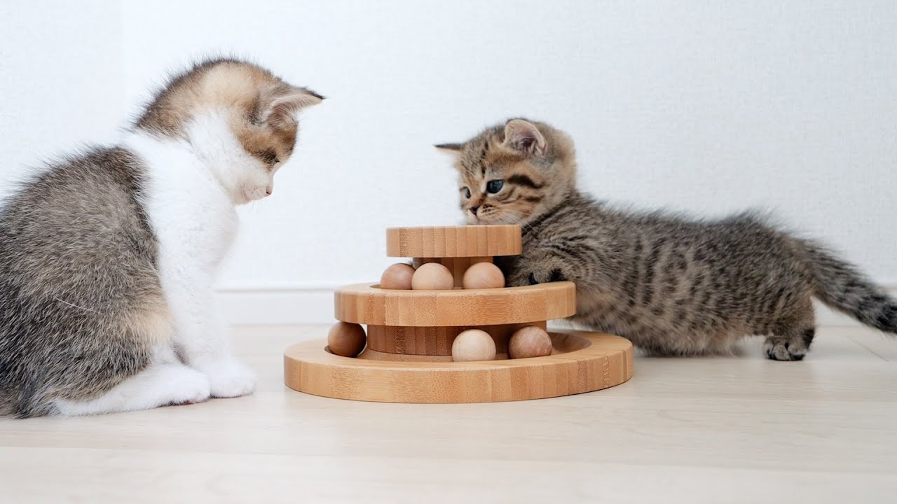 The kittens look like they are playing a game of chess!