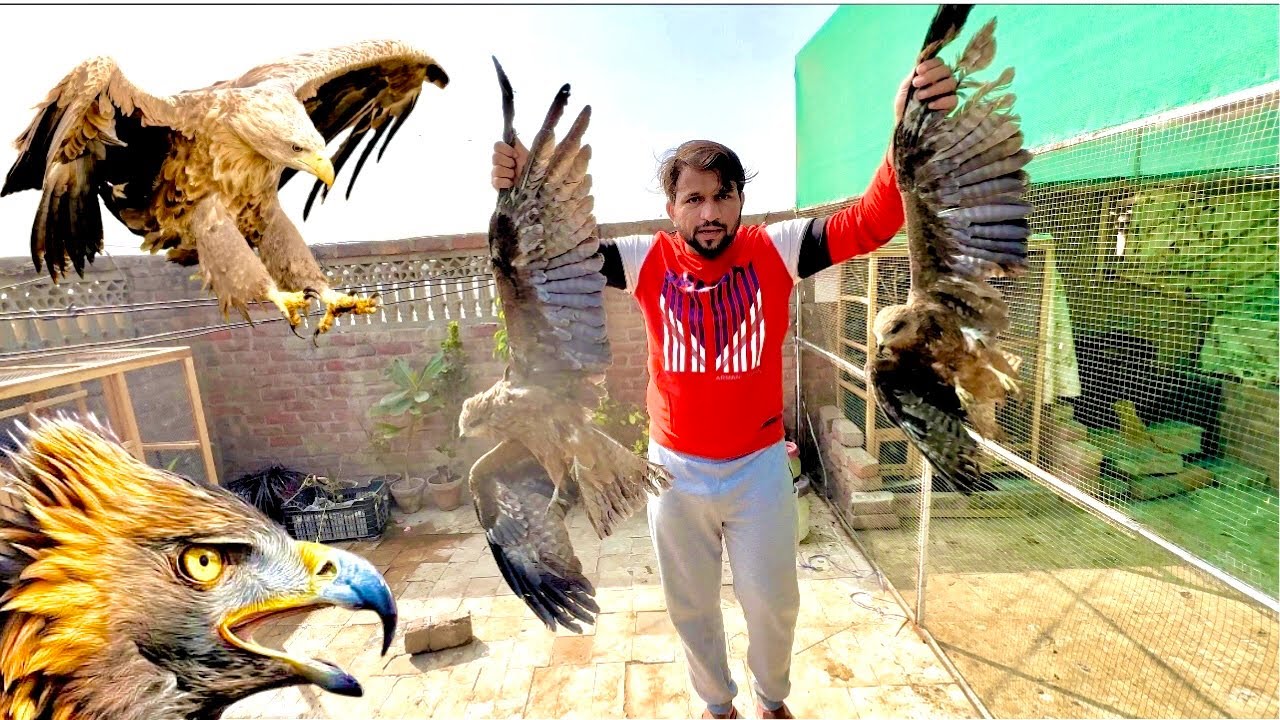 Eagle Ko Finally Pakar Liya 😨 || easy eagle trap Using net 😍 || how to catch eagle