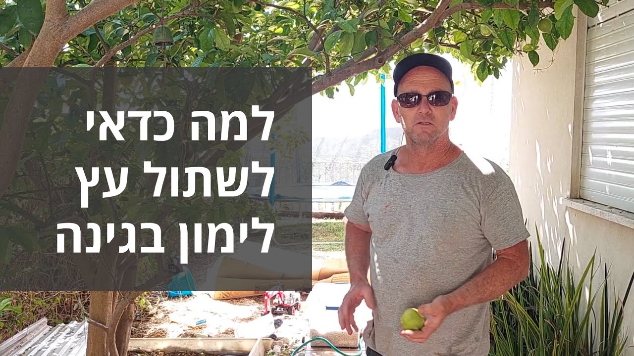 למה כדאי לשתול עץ לימון בגינה
