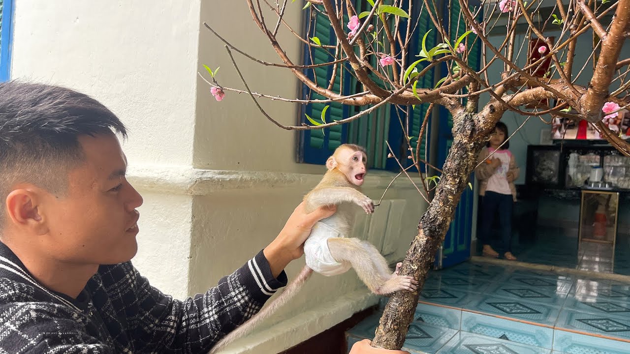 Monkey Annie and her father planted peach blossom trees for their grandmother