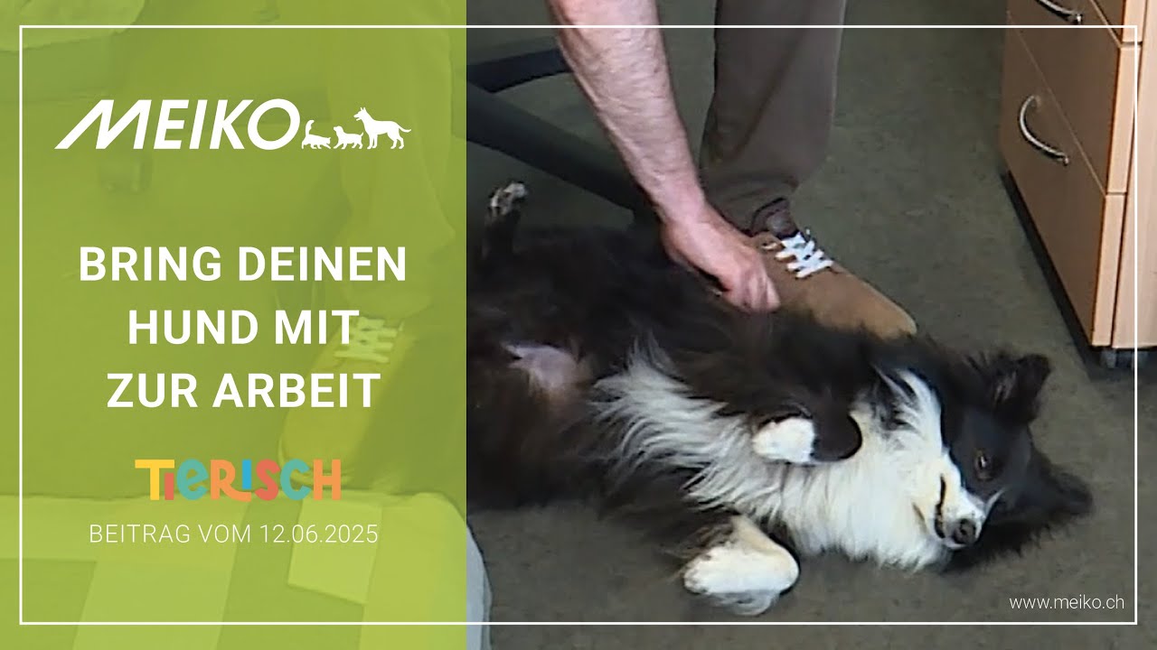 Bring deinen Hund mit zur Arbeit – tierisch Beitrag vom 12.06.2025